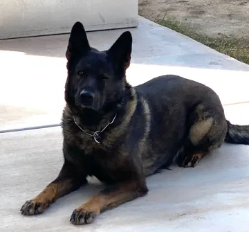 In memoriam photo of K9, Flash, U.S. Border Patrol, U.S. Customs and Border Protection. End of Watch: 9/4/2022.