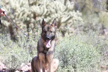 In Memoriam photo of K9 Rocco, U.S. Border Patrol, U.S. Customs and Border Protection. End of Watch: 1/24/2022