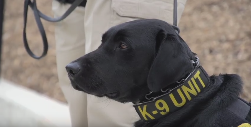 How dogs detect bombs better than devices