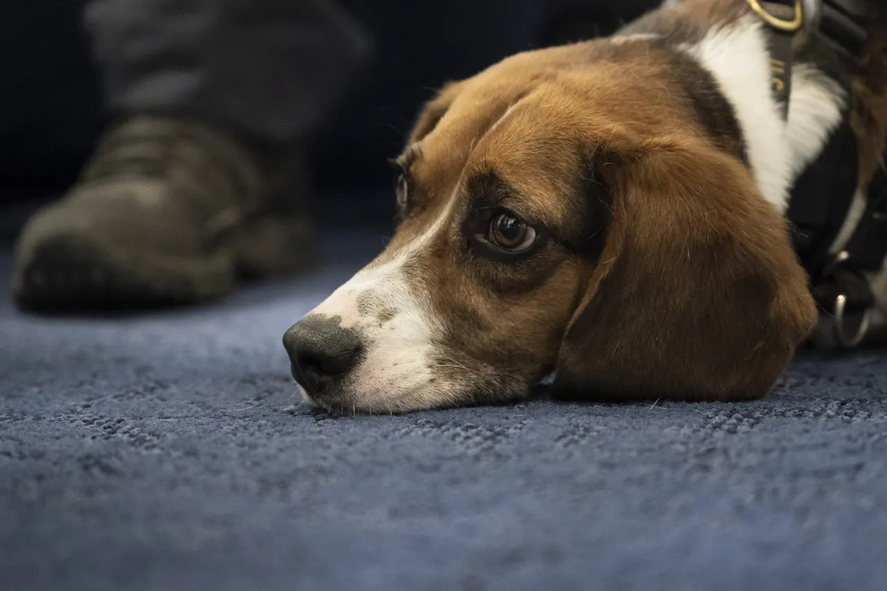 Image: DHS Working Canine Showcase on the Hill (012)