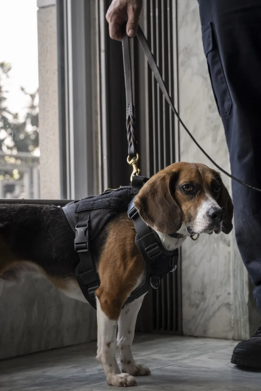 Image: DHS Working Canine Showcase on the Hill (016)