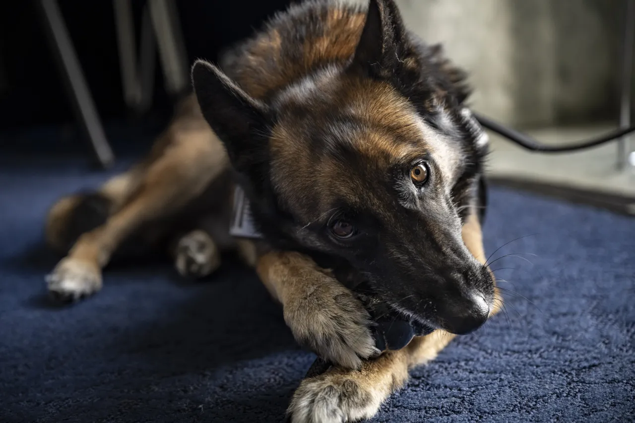 Image: DHS Working Canine Showcase on the Hill (021)