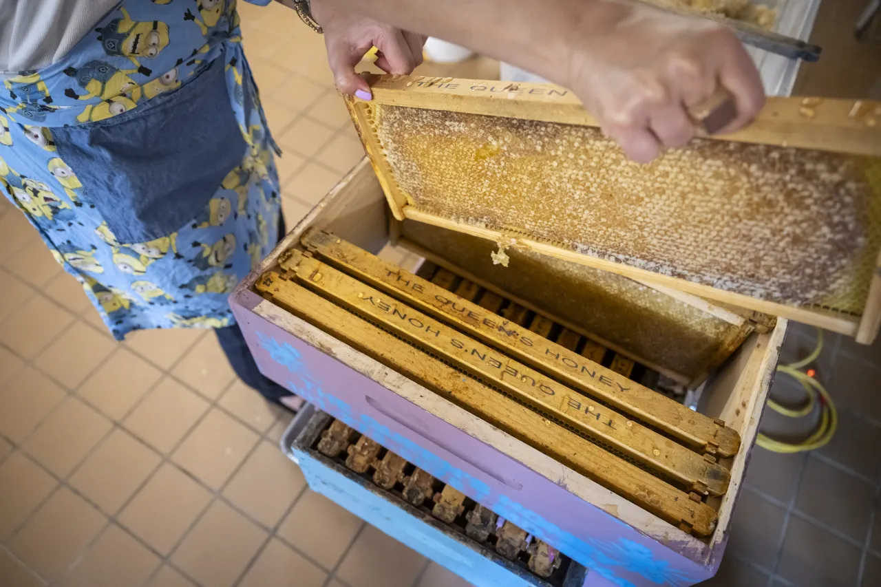 Image: DHS Members Participate in Third Annual St. Elizabeths Honey Extraction (006)