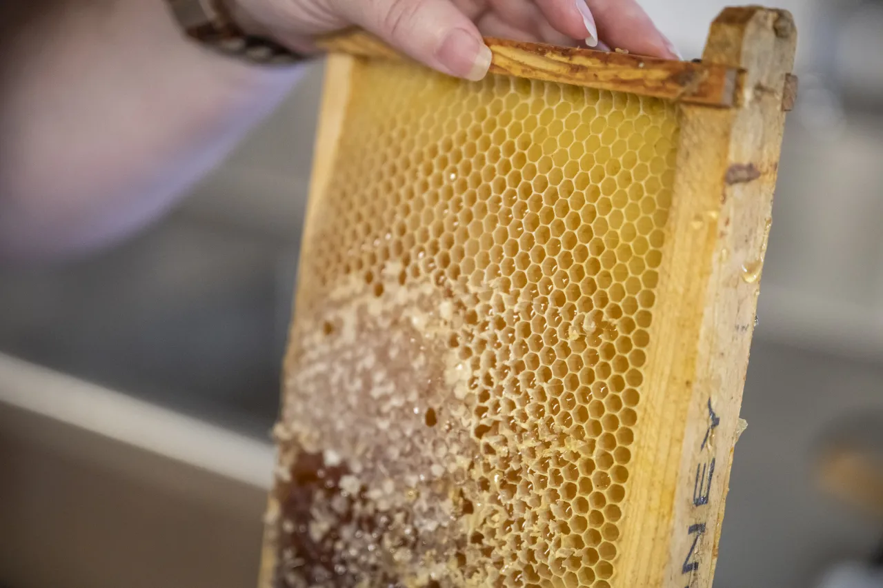 Image: DHS Members Participate in Third Annual St. Elizabeths Honey Extraction (015)