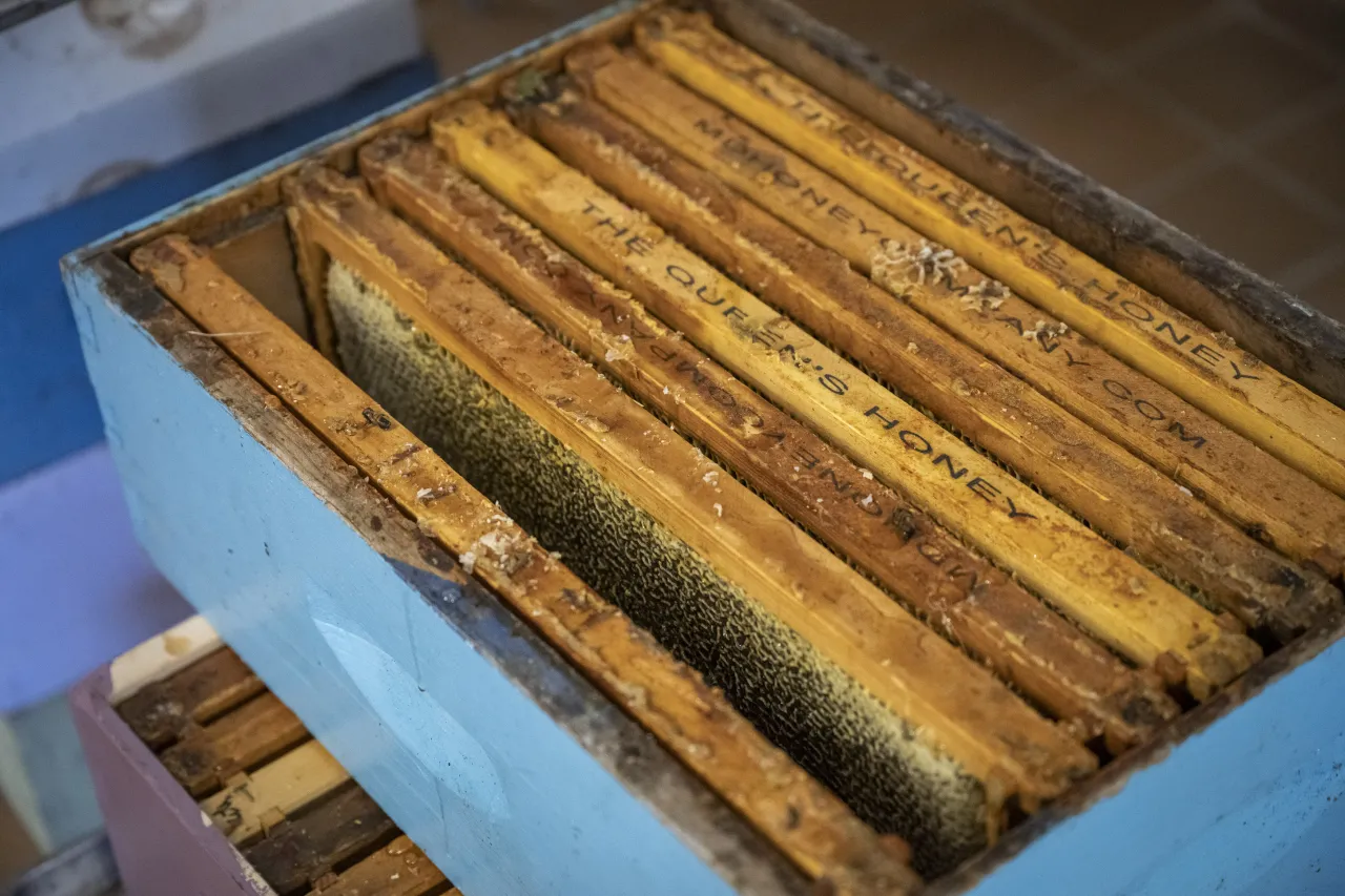 Image: DHS Members Participate in Third Annual St. Elizabeths Honey Extraction (021)