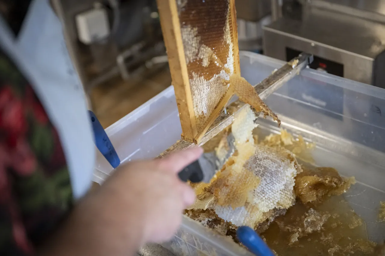 Image: DHS Members Participate in Third Annual St. Elizabeths Honey Extraction (024)