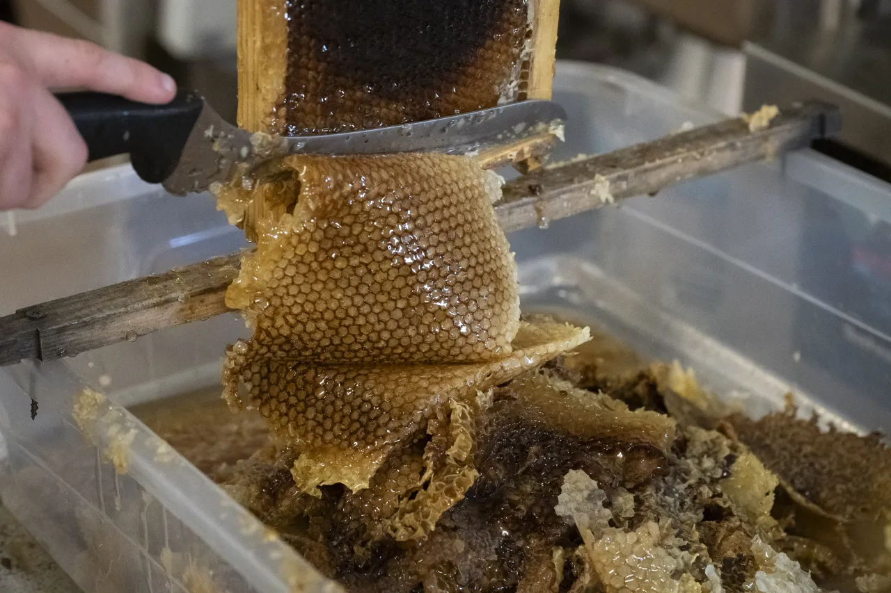 Image: DHS Members Participate in Third Annual St. Elizabeths Honey Extraction (029)