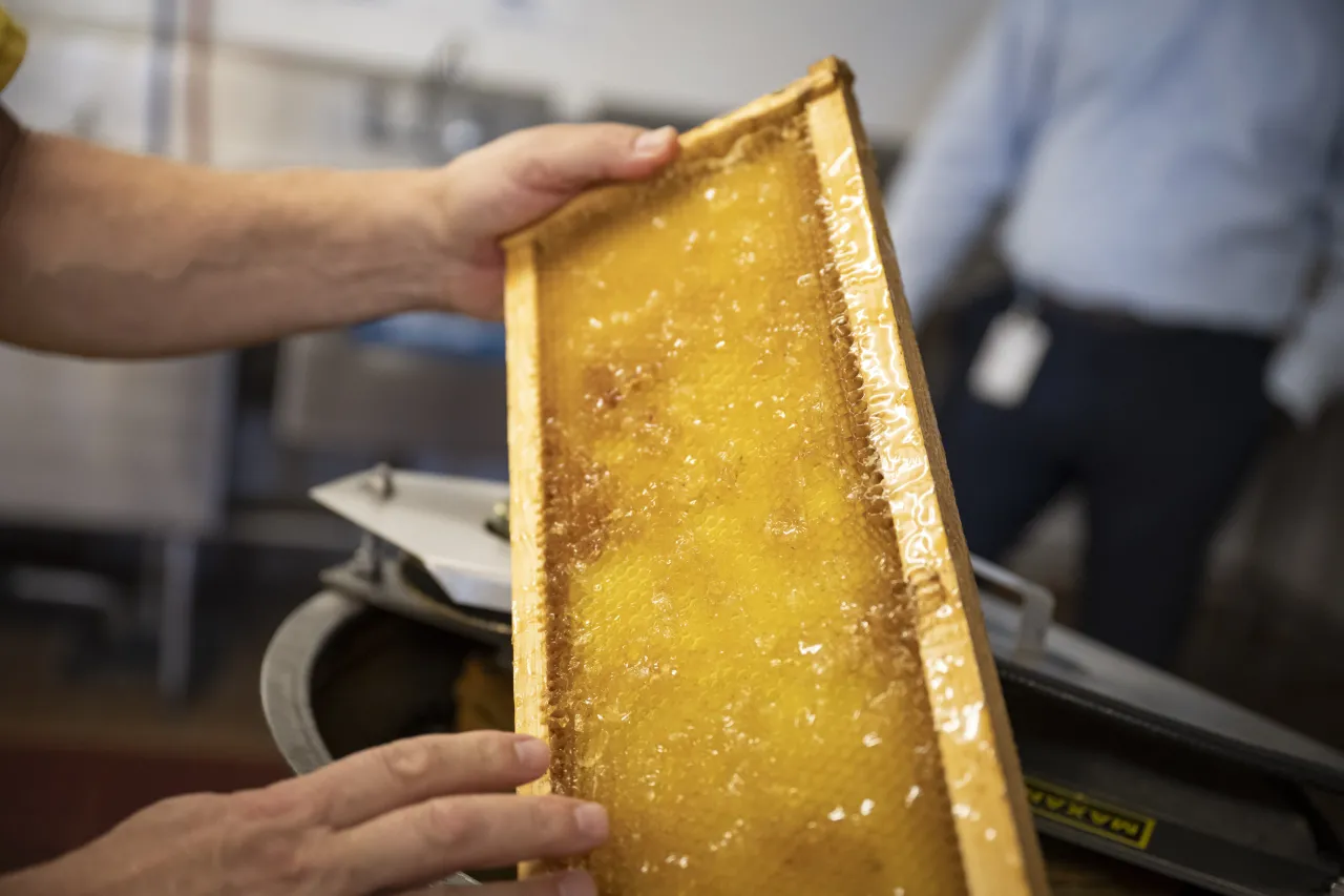 Image: DHS Members Participate in Third Annual St. Elizabeths Honey Extraction (032)