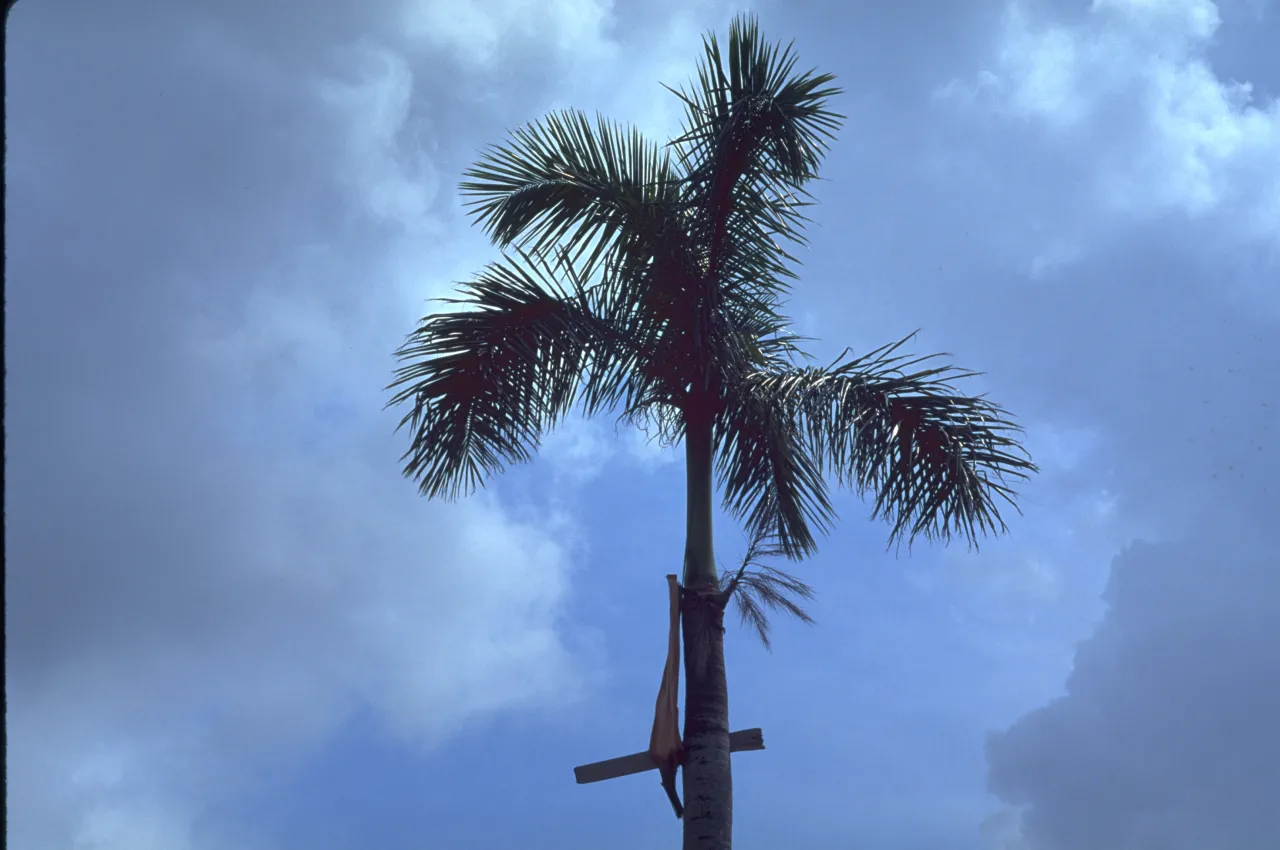 Image: Hurricane Andrew - A palm tree remains standing