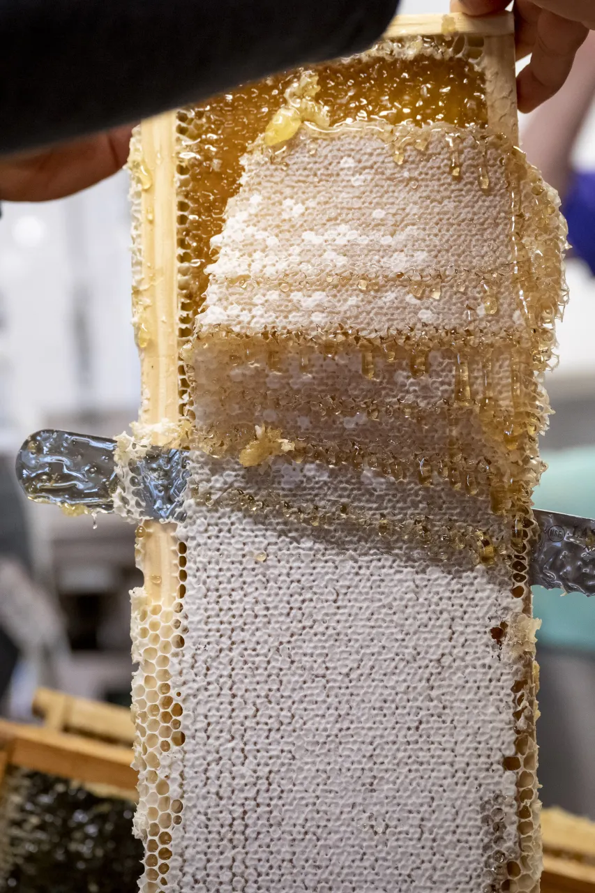 Image: DHS Employees Extract Honey From Bees on Campus (011)