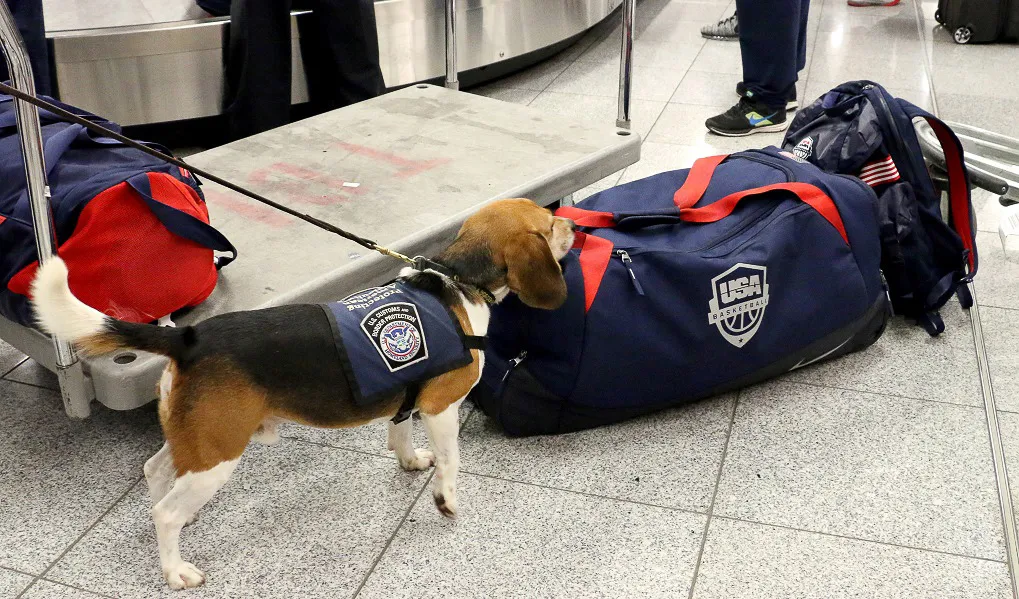 Image: K-9 Beagle Inspects Team USA Olympic Duffel Bag