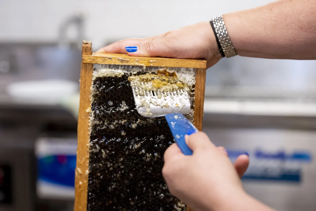 Image: DHS Employees Extract Honey From Bees on Campus (039)