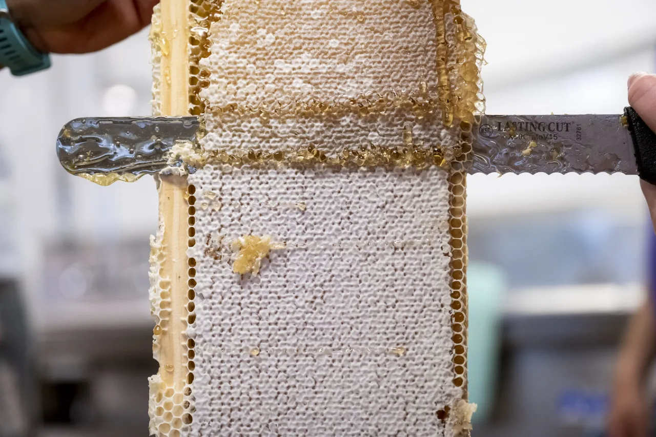 Image: DHS Employees Extract Honey From Bees on Campus (010)