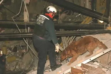 Image: Oklahoma City Bombing - A task force member and canine search through the rubble