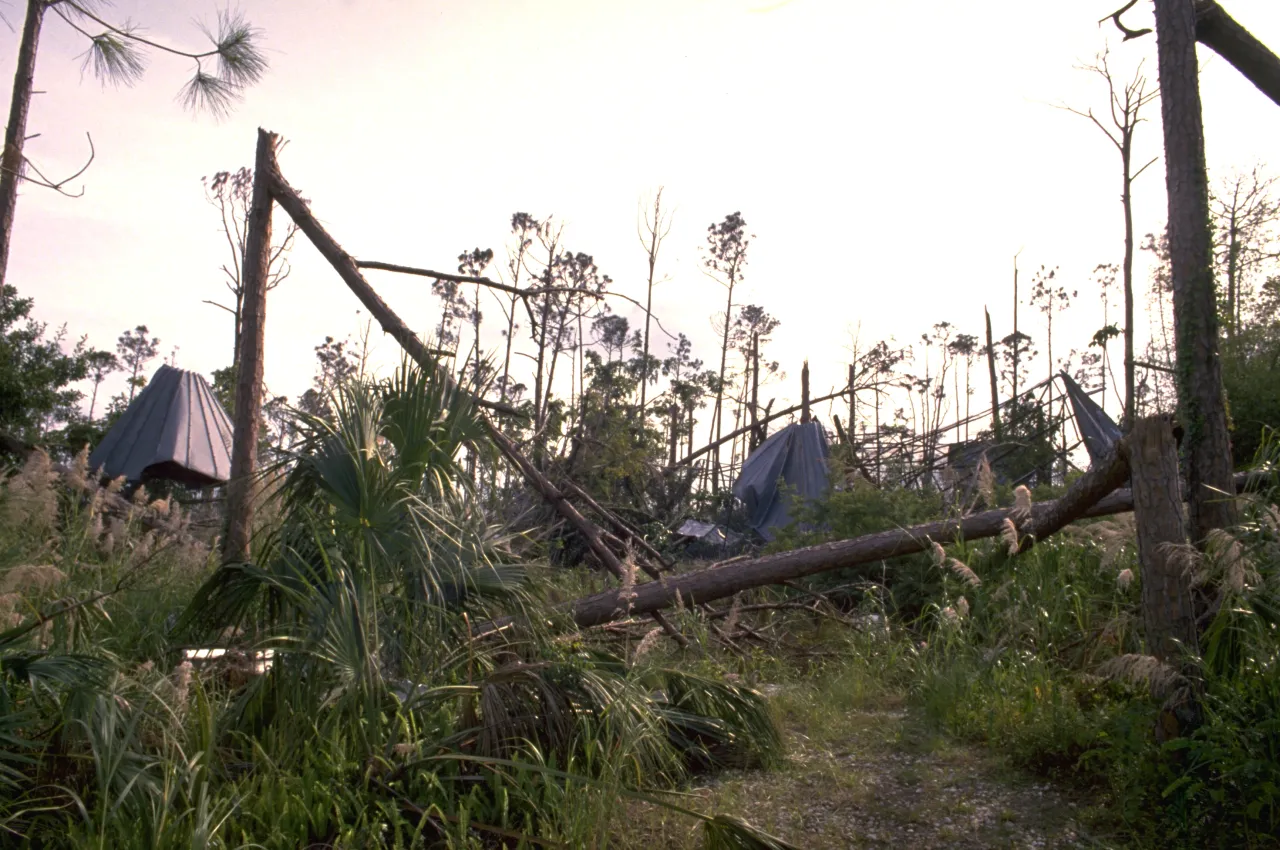 Image: Hurricane Andrew - Fallen Trees