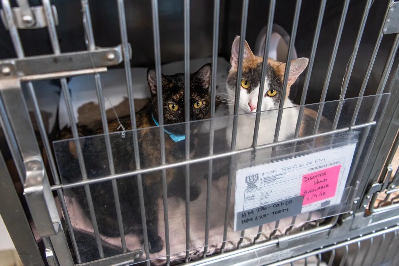 Image: Stray Cats in a ASPCA (American Society for the Prevention of Cruelty to Animals) Cage after Hurricane Michael