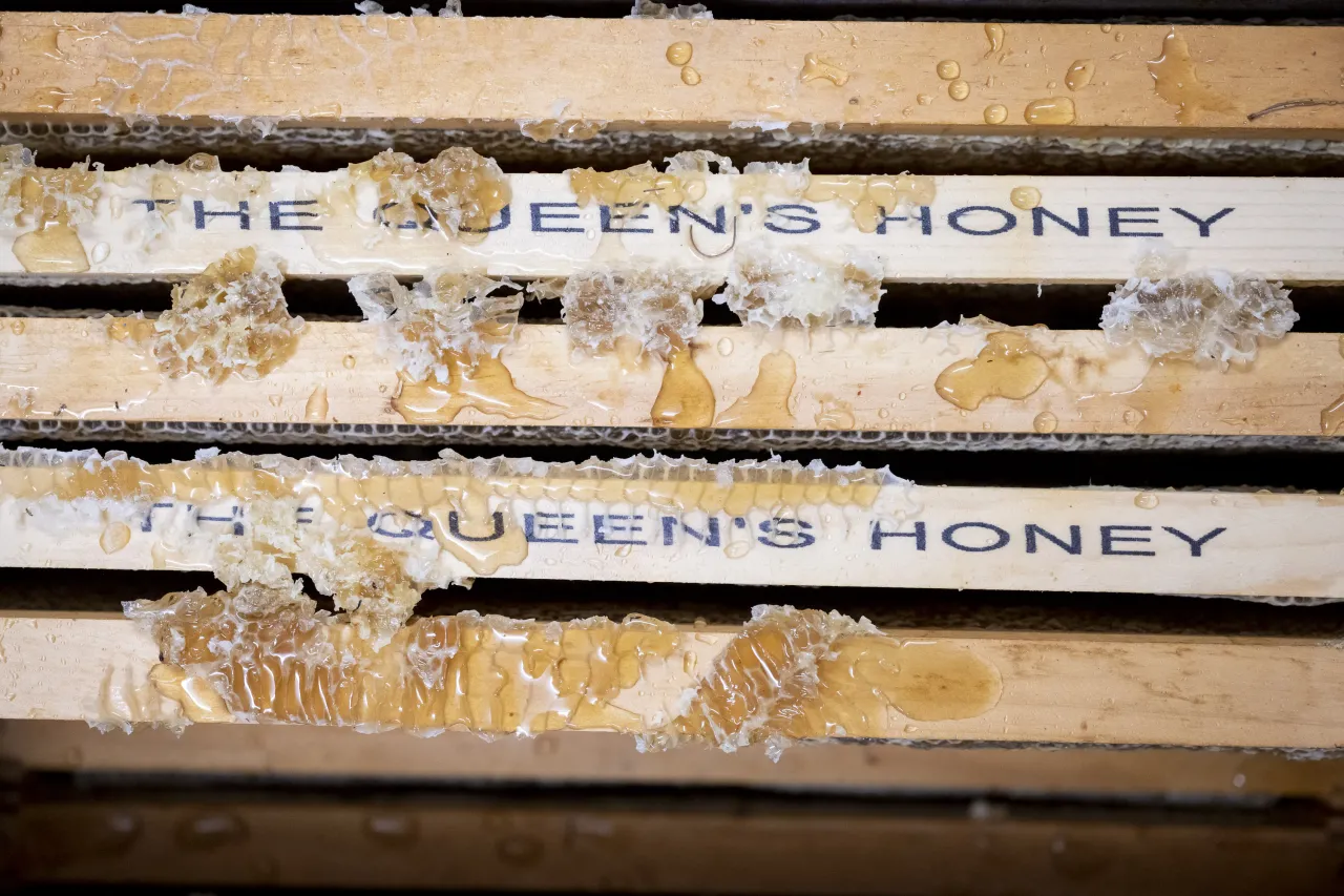 Image: DHS Employees Extract Honey From Bees on Campus (016)