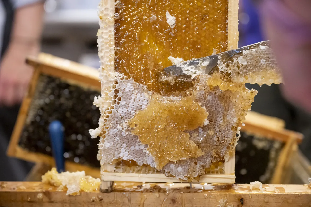 Image: DHS Employees Extract Honey From Bees on Campus (013)