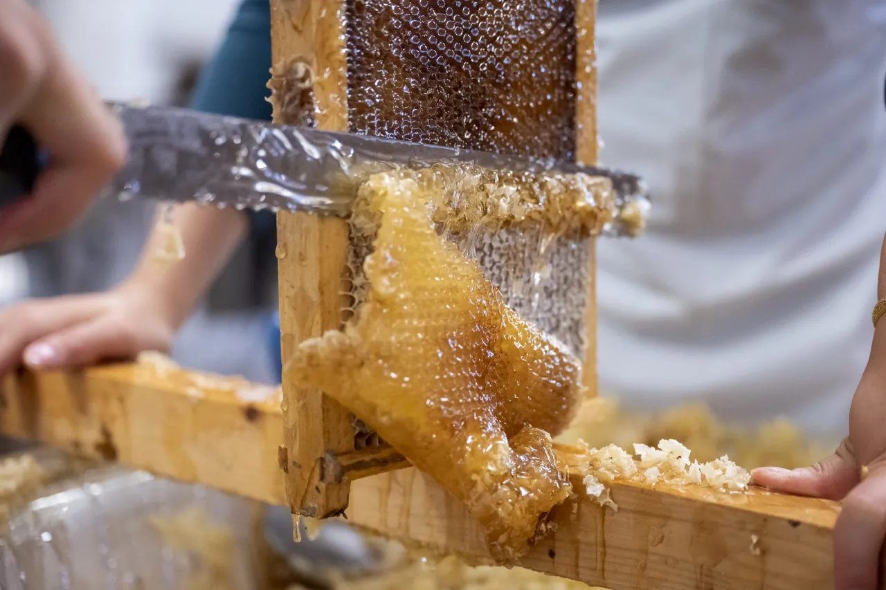 Image: DHS Employees Extract Honey From Bees on Campus (067)