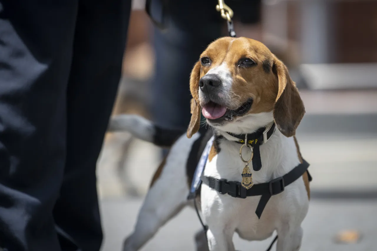 Image: DHS Service Dog on Leash