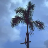 Image: Hurricane Andrew - A palm tree remains standing