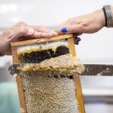 Image: DHS Employees Extract Honey From Bees on Campus (040)