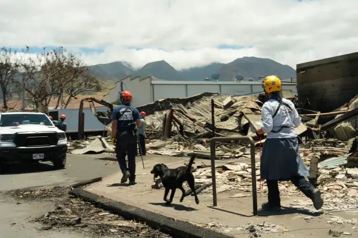 Image: FEMA Urban Search and Rescue Continues Maui Wildfire Response Efforts