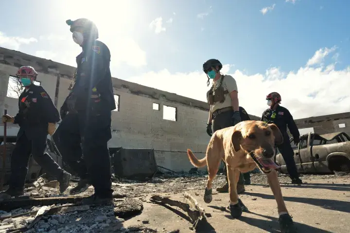 Image: FEMA Continues Urban Search and Rescue for Hawaii Wildfires