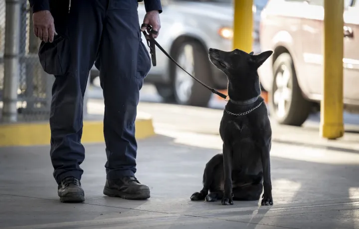 Image: K-9 Looks up at Owner