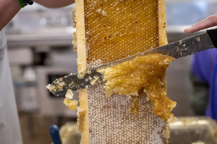 Image: DHS Employees Extract Honey From Bees on Campus (049)