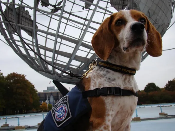 Image: CBP Beagle Jasper Readies for His Close-up
