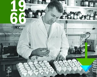 1966. A man in a white lab coat working with a large quantity of eggs with a needle in his hand.