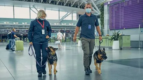 Two officers and their canine dogs walking in an airport.