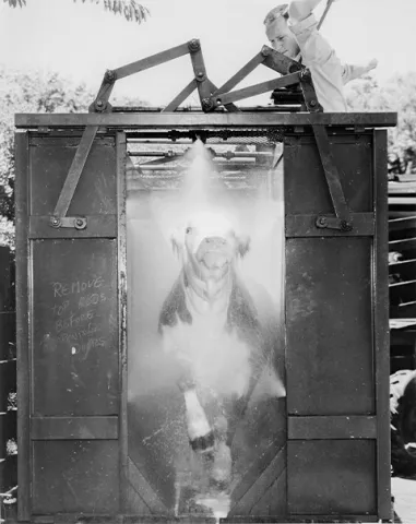 A cow in an animal treatment machine and a man working the machine.