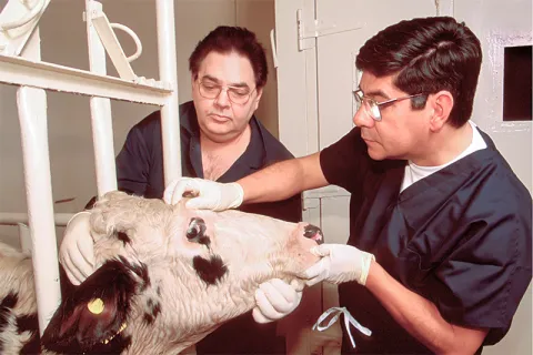 Two animal care supervisors examining a cow.