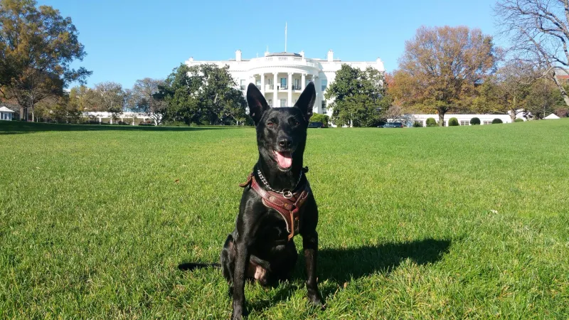 Secret Service canine Hurricane poses for retirement photo on White House lawn