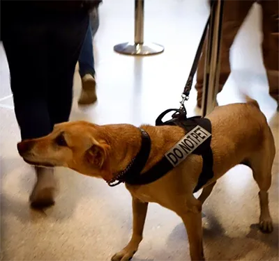 Bbucca, an explosive detection canine, is working at the Seattle–Tacoma International Airport (SEA) checkpoint. Photo courtesy of TSA.