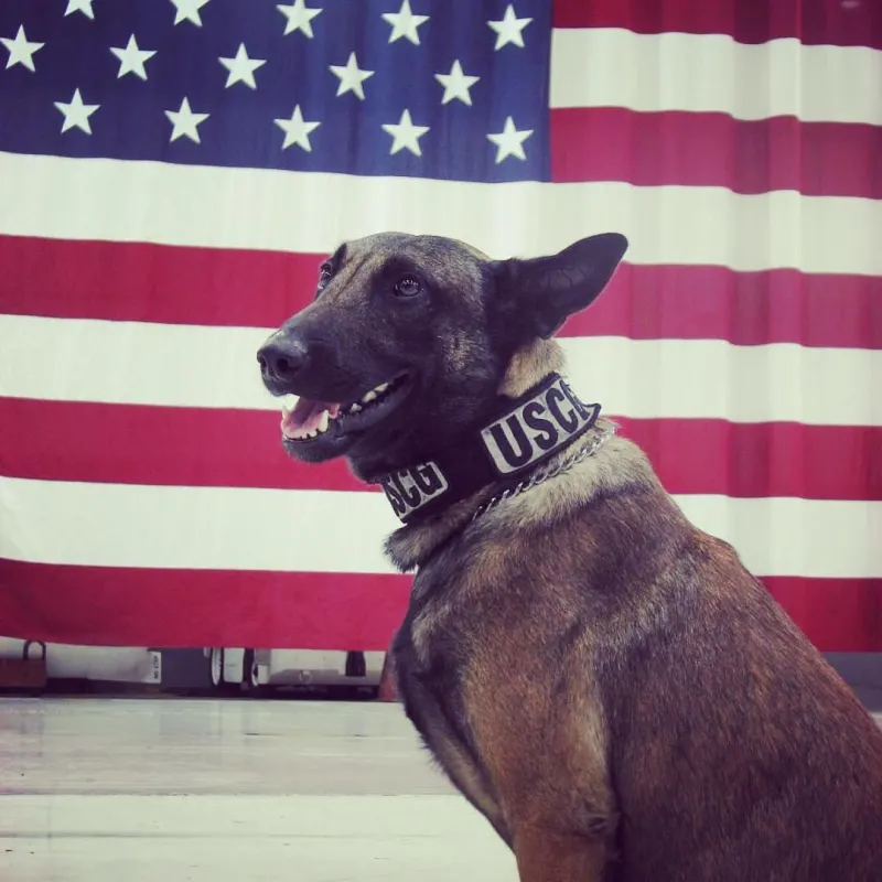 U.S. Coast Guard K9 Chief Ryder in front of American Flag