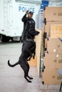 An FPS explosive detection canine and FPS officer. (Photo courtesy of FPS)