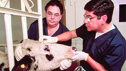 Two veterinary men holding the face of a cow examining the animal.