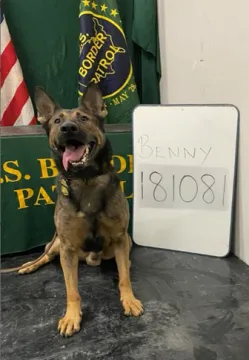 In Memoriam photo of K9 Benny, Customs and Border Protection. End of Watch 9/11/2023.