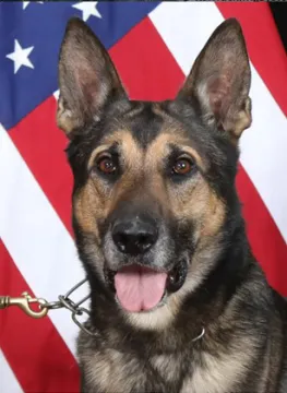 In Memoriam photo of K9 Faco, Customs and Border Protection. End of Watch 12/2/2022.