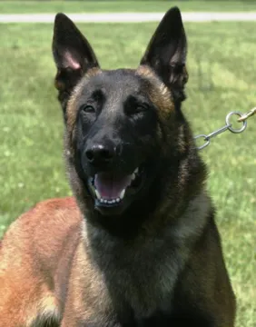 In Memoriam photo of K9 Jas, Customs and Border Protection. End of Watch 12/1/2023.