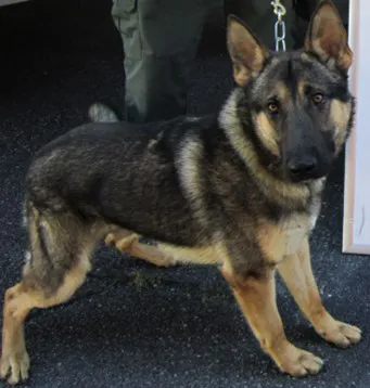 In Memoriam photo of K9 Miro, Customs and Border Protection. End of Watch 7/29/2023.