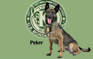 In Memoriam photo of K9 Poker, Customs and Border Protection. End of Watch 6/3/2023.