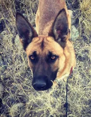 In Memoriam photo of K9 Timi, Customs and Border Protection. End of Watch 7/17/2023.