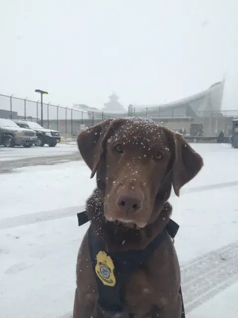 Maggie, TSA explosives dog