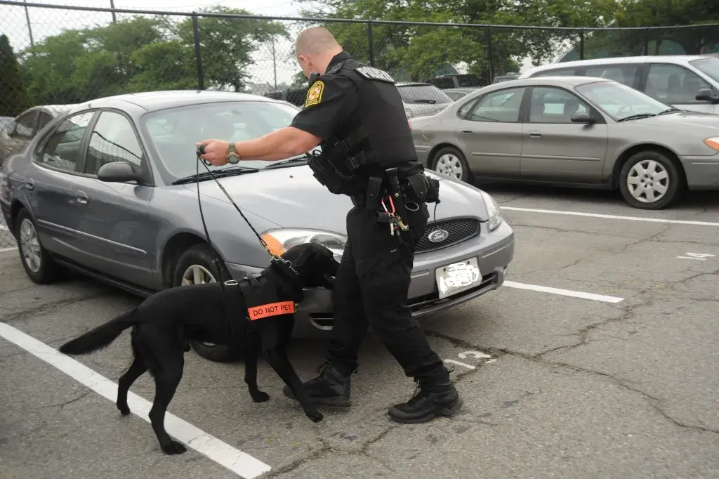 A cop lets a dog sniff for explosives around a car.